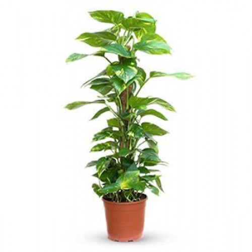 Epipremnum Salon Sarmaşığı (120 cm)
