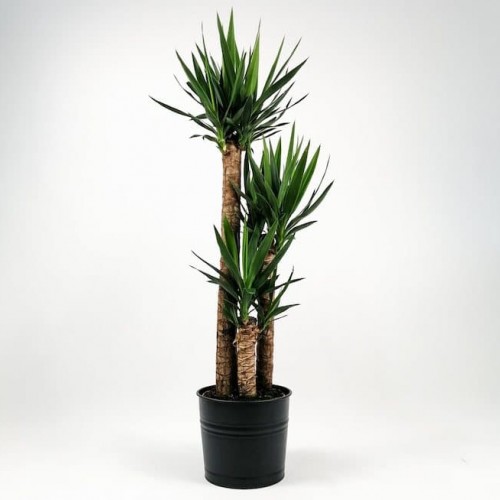 3lü Yucca Ağacı (190 cm)