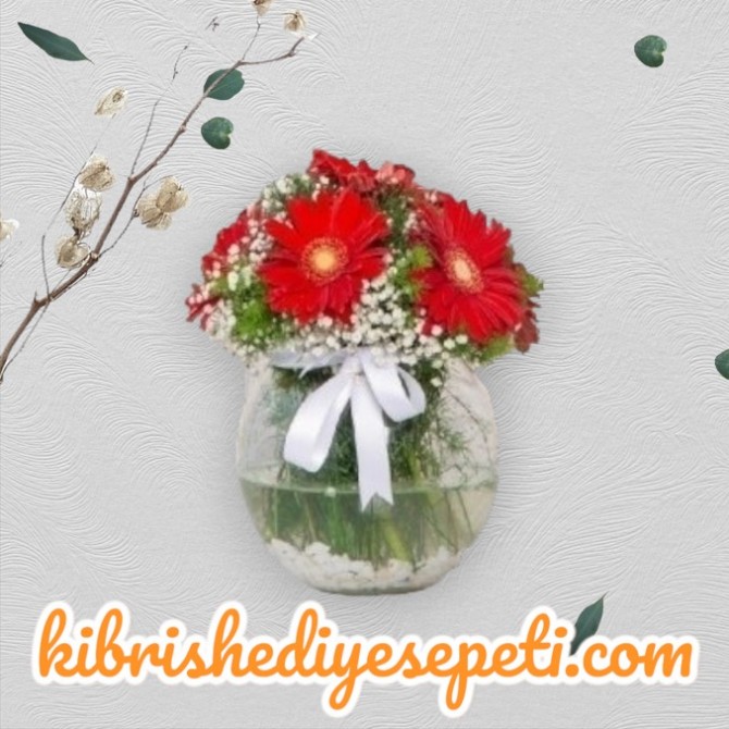 Fanusta Gerbera Fanusta Gerbera