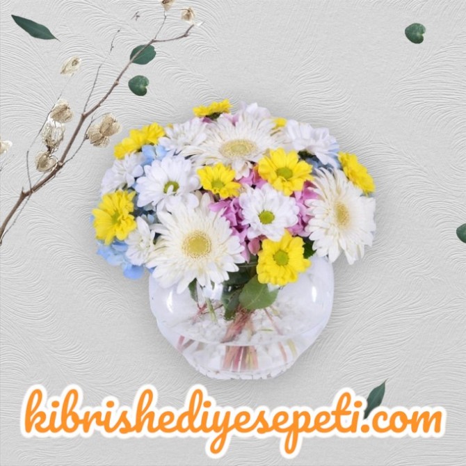 Fanusta Renkli Papatya Fanusta Renkli Papatya