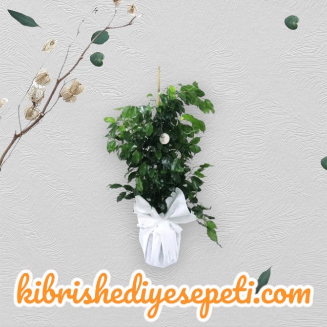 Ficus Benjamin Ficus Benjamin