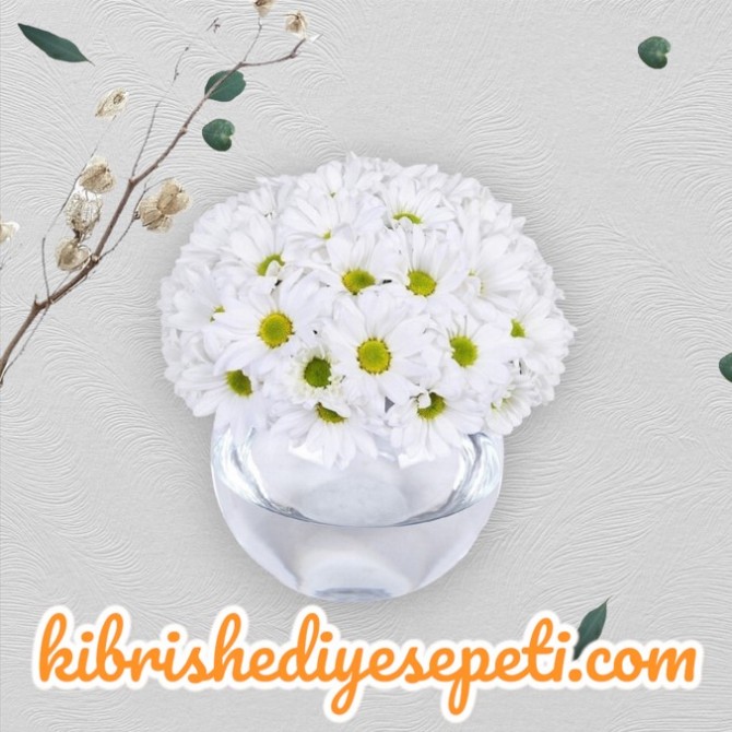 Fanusta Papatya Fanusta Papatya