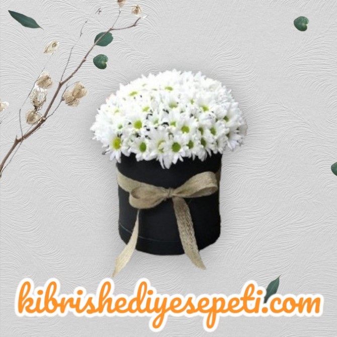 Kutuda papatyalar Kutuda papatyalar