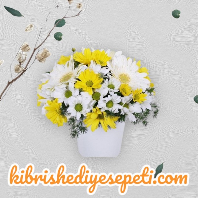 Papatya Gerbera Aşkı Papatya Gerbera Aşkı