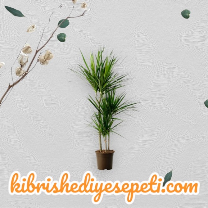 Dracena Marginata Dracena Marginata