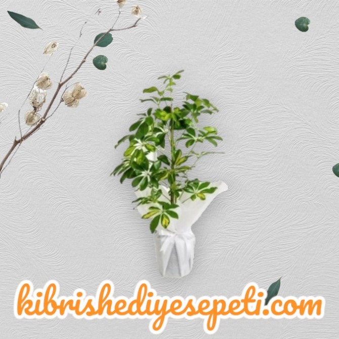 Schefflera (Şeflera) Bitkisi Schefflera (Şeflera) Bitkisi