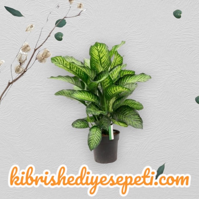 Tropic Snow Difenbahya Tropic Snow Difenbahya