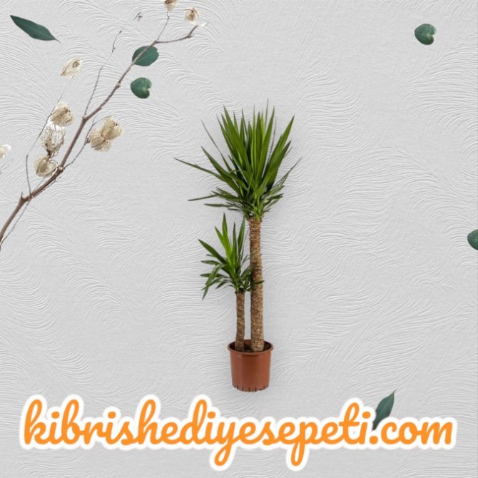 Yucca Çiçeği Yucca Çiçeği