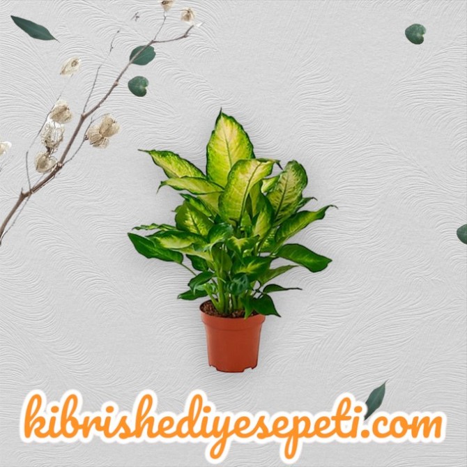 Dieffenbachia Camilla Dieffenbachia Camilla