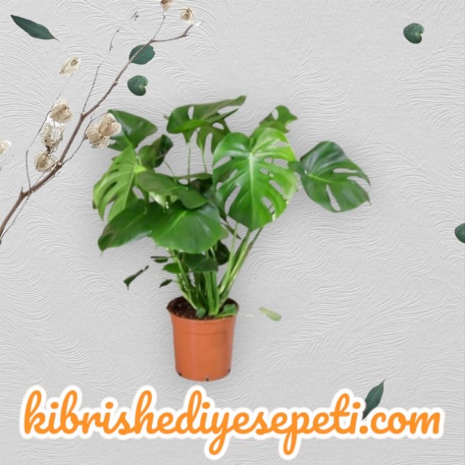 Deve Tabanı Deve Tabanı