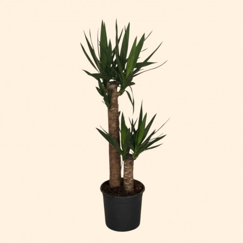 2Lİ Yucca Küçük