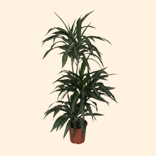 3lü Dracana Janet