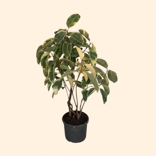 Ficus Tineke Kauçuk