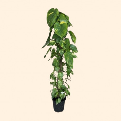 Epipremnum Salon Sarmaşığı Dev (Büyük)