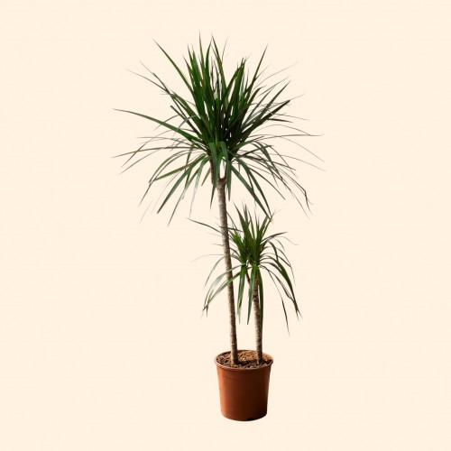 2li Dracena Marginata (130cm)