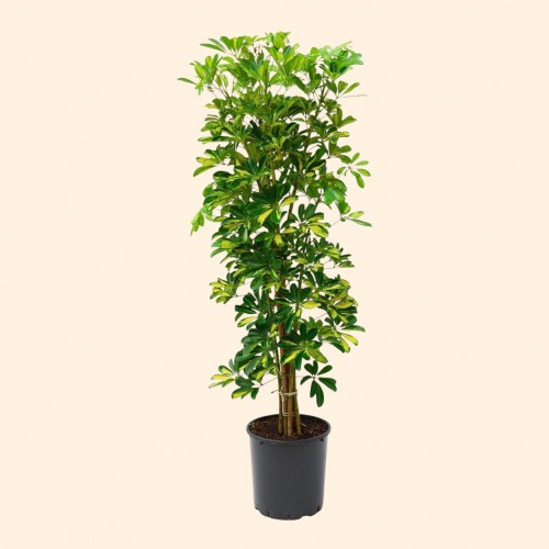 Schefflera (Şeflera) Bitkisi