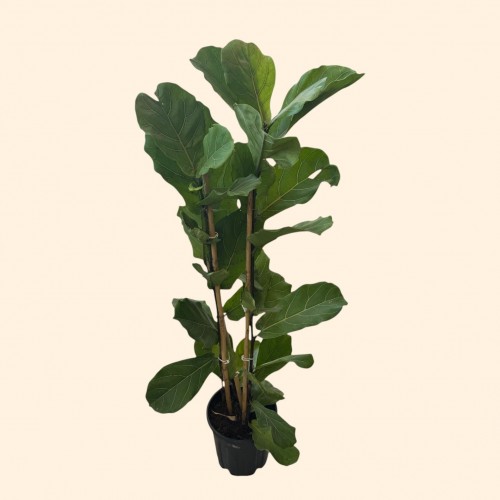  Keman Yapraklı Ficus Kauçuk