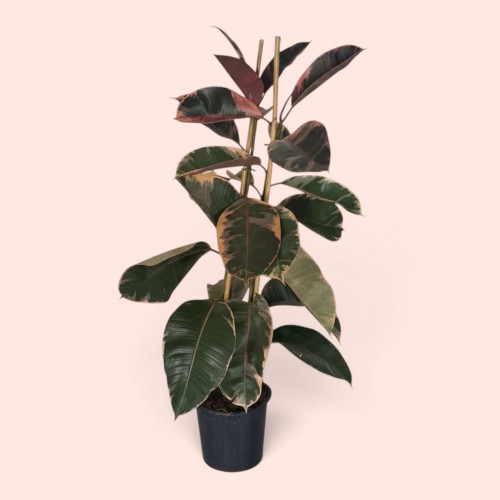 Ficus Belize Kauçuk