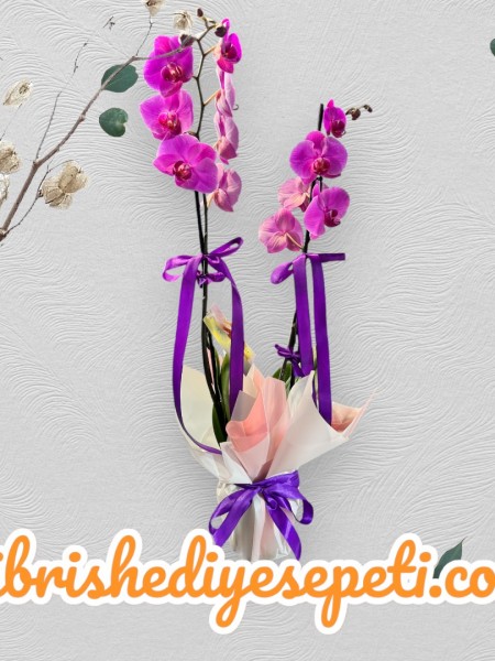 Çift Dallı Mor Orkide