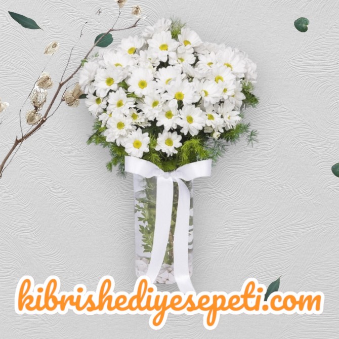 Vazoda Papatya Vazoda Papatya