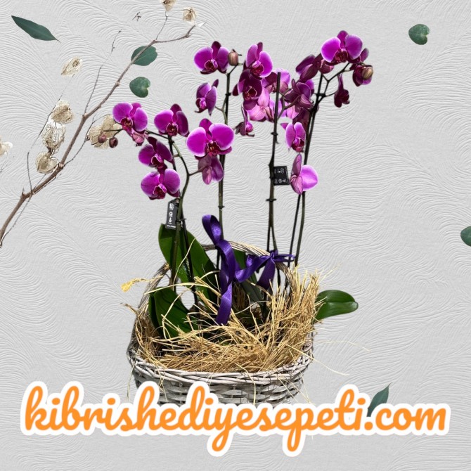 Sepette 4 Dal Mor Orkide Sepette 4 Dal Mor Orkide